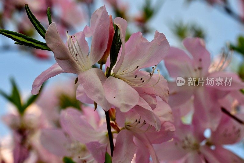 杜鹃花/皇家杜鹃花